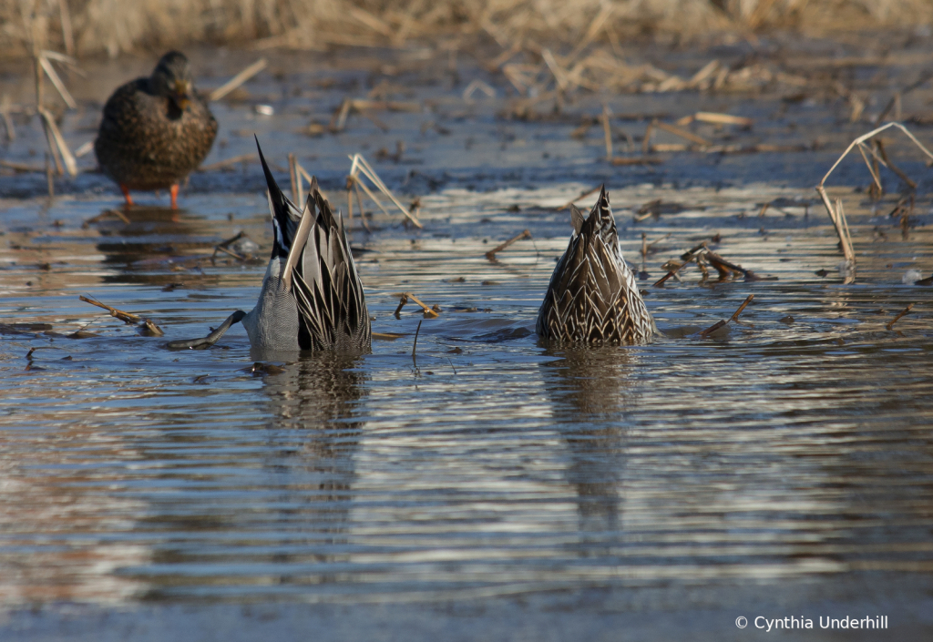 NorthernPintailIMG_5531 - ID: 16016891 © Cynthia Underhill