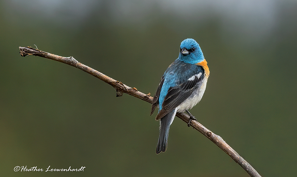 Lazuli Bunting - Male