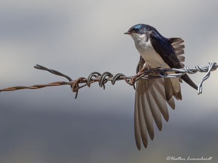 Swallow wing span