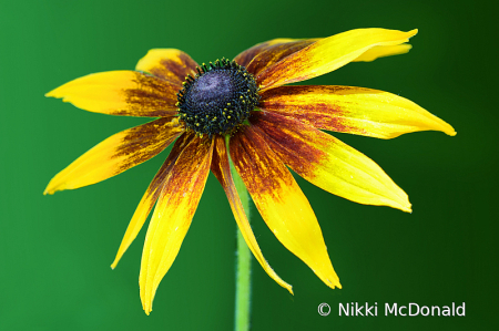 Gloriosa Daisy