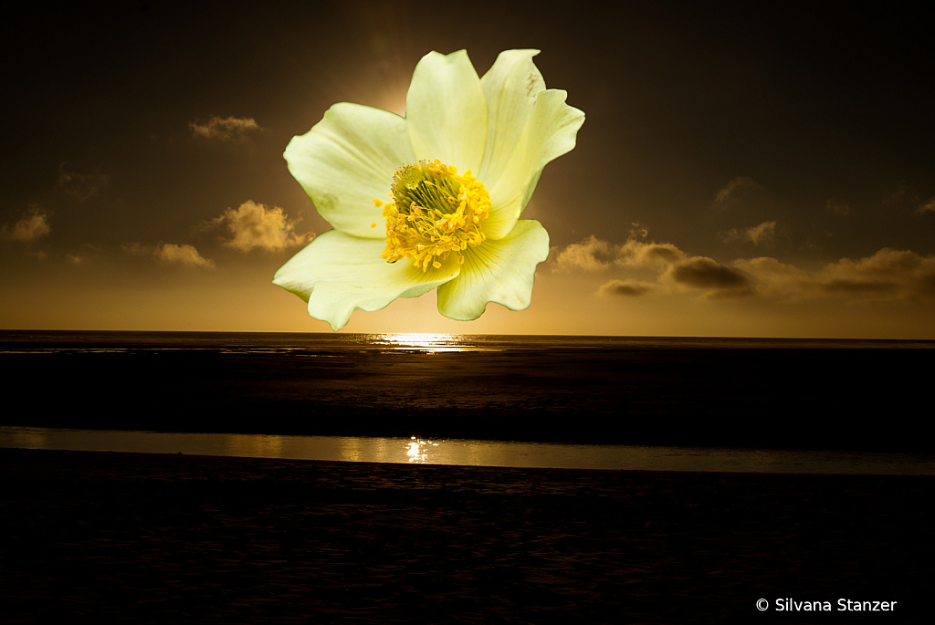 sunfloweroriginal - ID: 16017017 © Silvana Stanzer