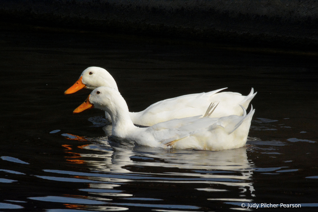 quiet waters....