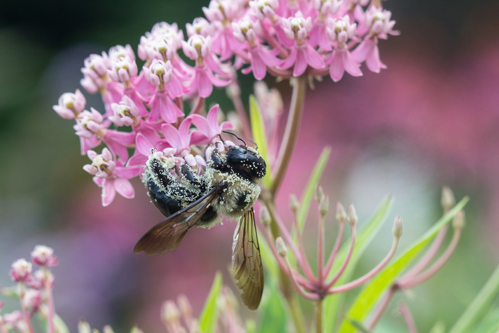 Pollen-covered Carpenter Bee 