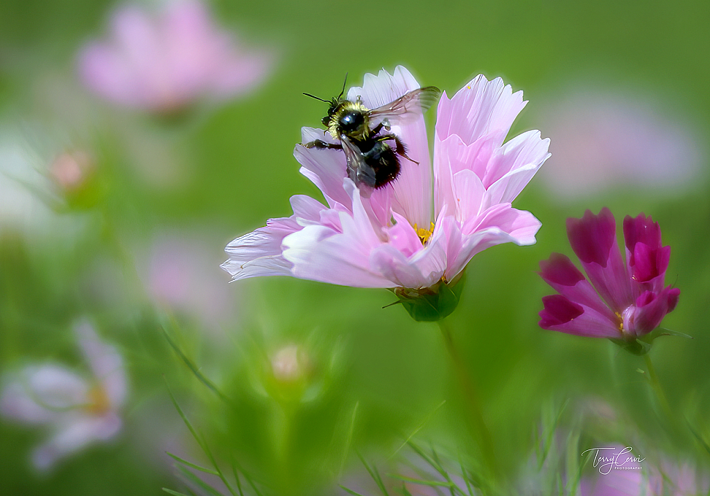 In My Cosmos Bed