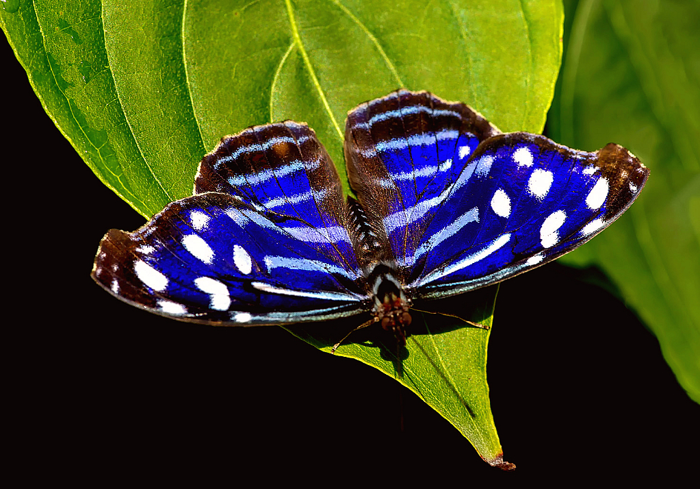 Blue Butterfly