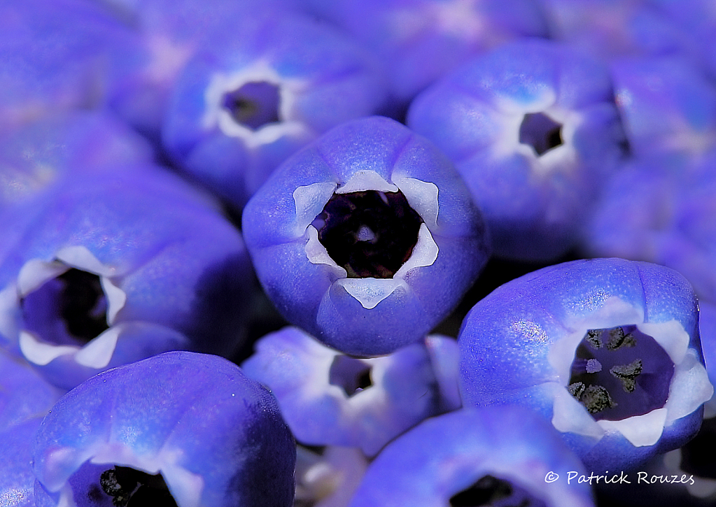 Grape Hyacinths