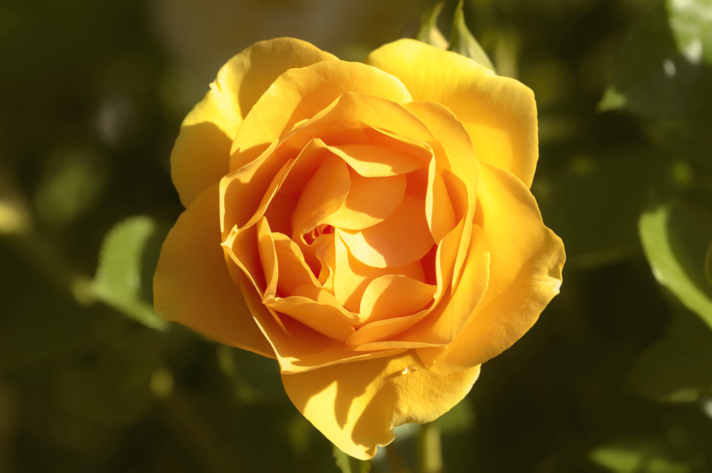 Sunlit Rose