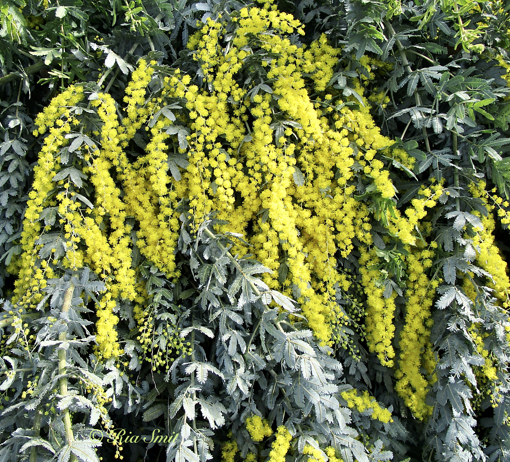 Wattle - Spring is on the Way