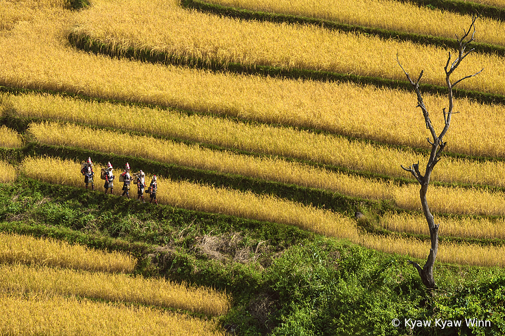 The Yellow Journey 