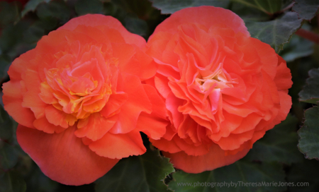Two Orange Begonias