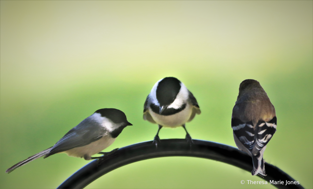 Three Little Birdies - ID: 16017232 © Theresa Marie Jones