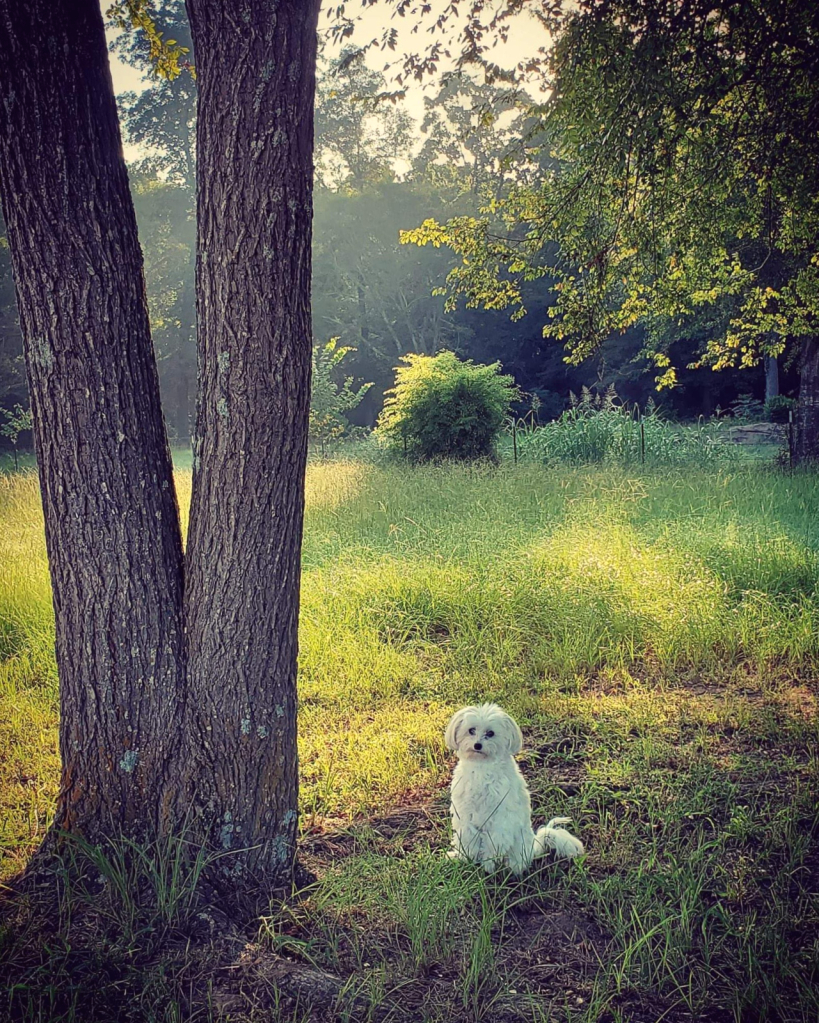 Under My Tree