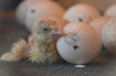 Newly Hatched (at...