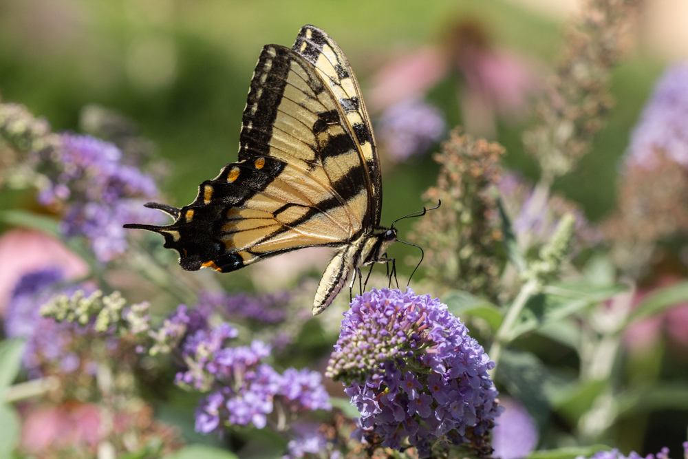 Eastern Tiger Swallowtail