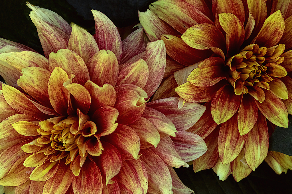 Two Dahlias