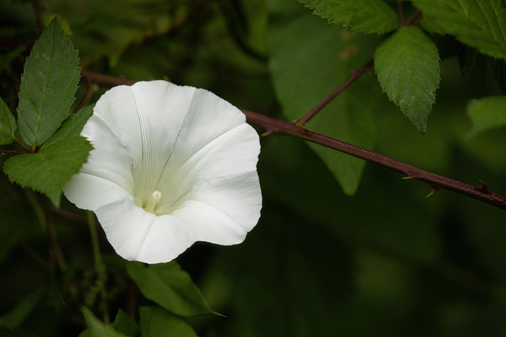 Wild Morning Glory