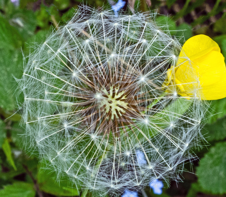 Dandelion and yellow friend.