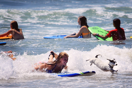 Surfing Puppy