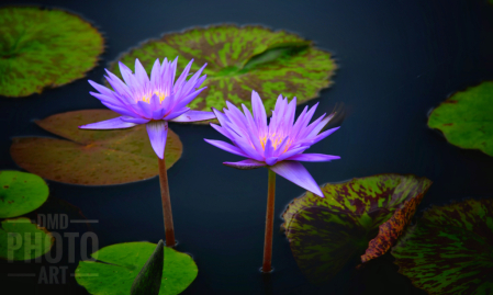 ~  ~ WATER LILY TWINS ~ ~ 