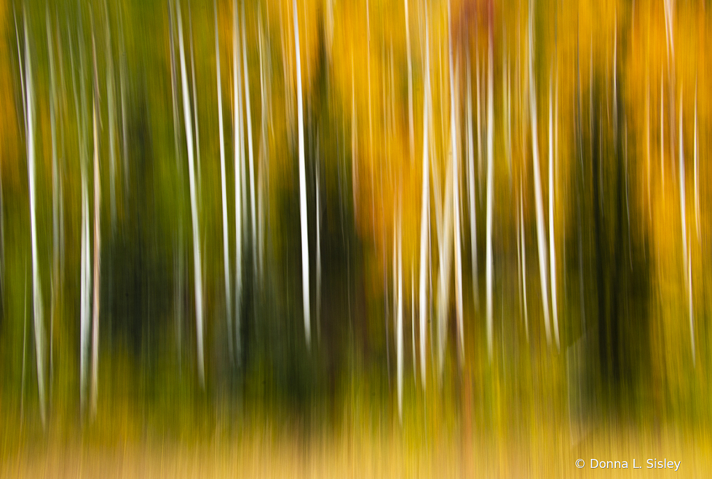 FallinColoradoabstract3 - ID: 16017619 © Donna L. Sisley