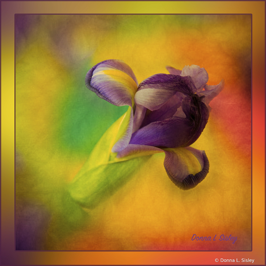 Irisinmylarsqframed1 - ID: 16017625 © Donna L. Sisley