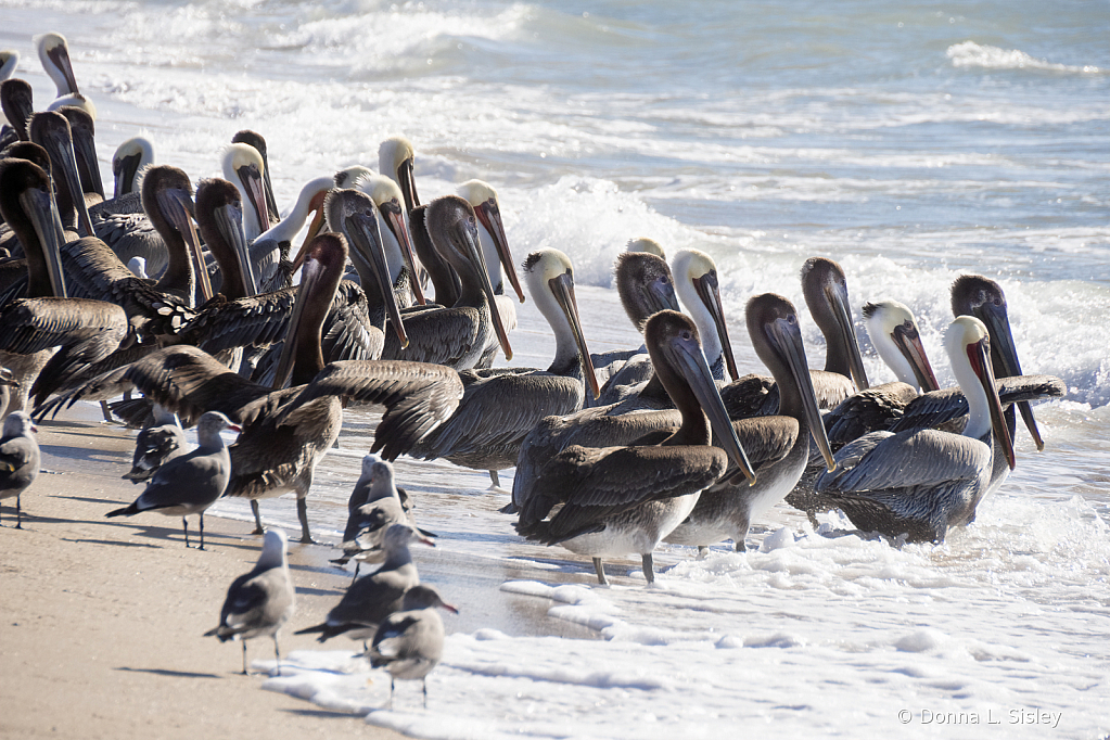 wetpelicans1 - ID: 16017629 © Donna L. Sisley