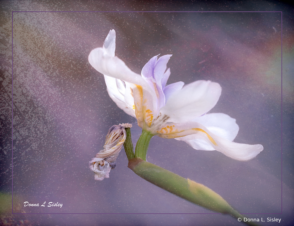 whiteflowerpurplebackground - ID: 16017630 © Donna L. Sisley