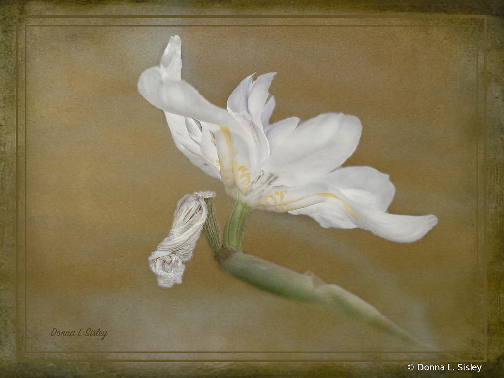 whiteflowerwithframe - ID: 16017631 © Donna L. Sisley