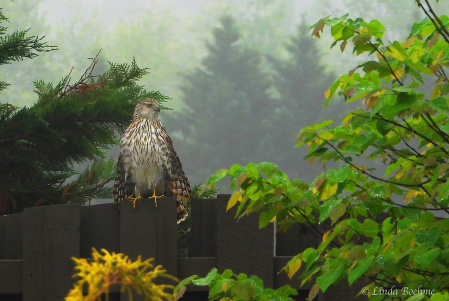 Misty Morning Hawk