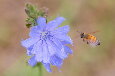 Honey Bee and the Chicory Wildflower