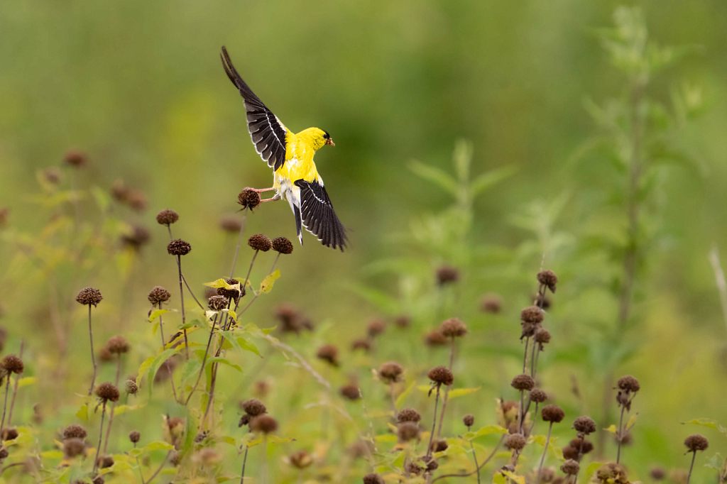Goldfinch Take Off