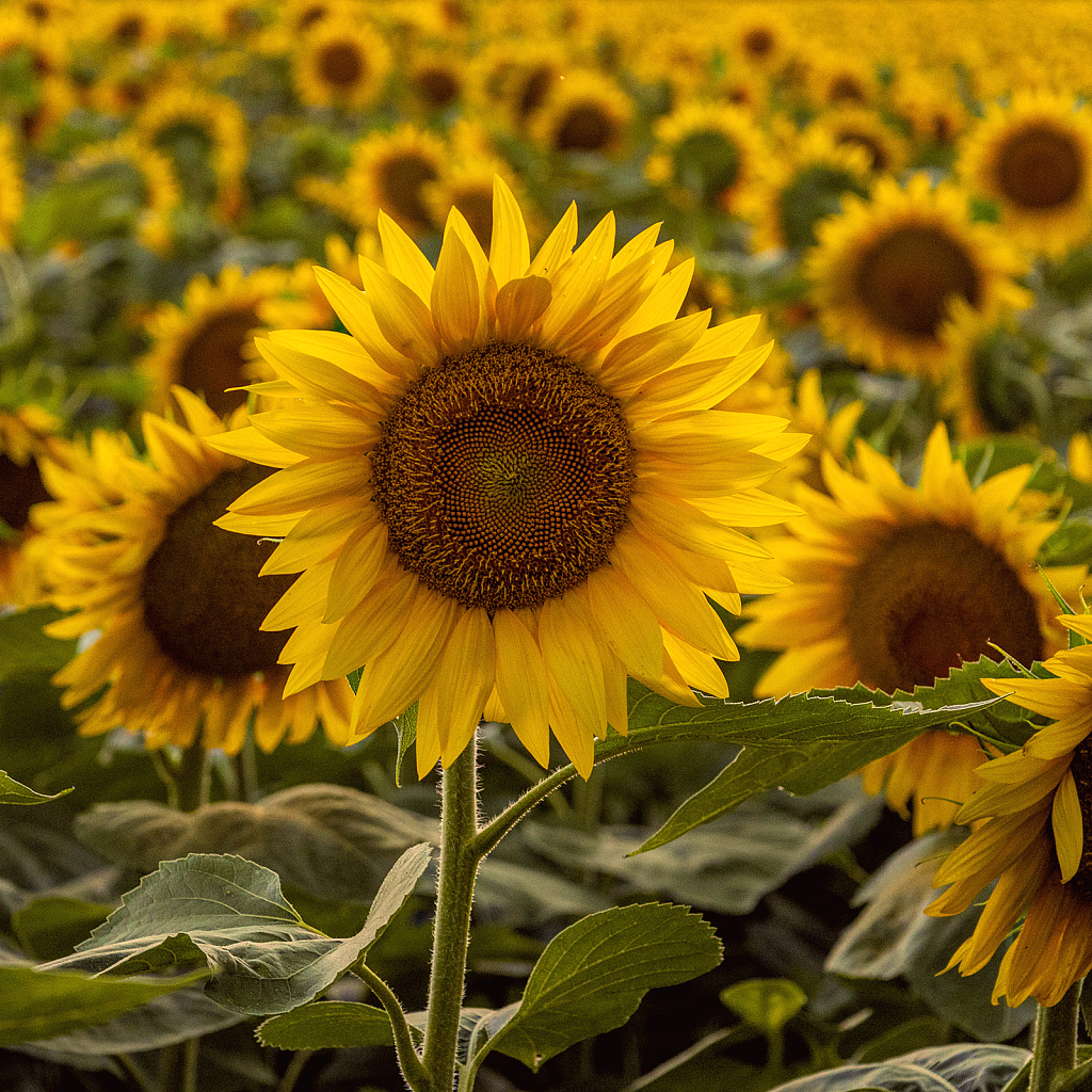 Sea of Sunflowers