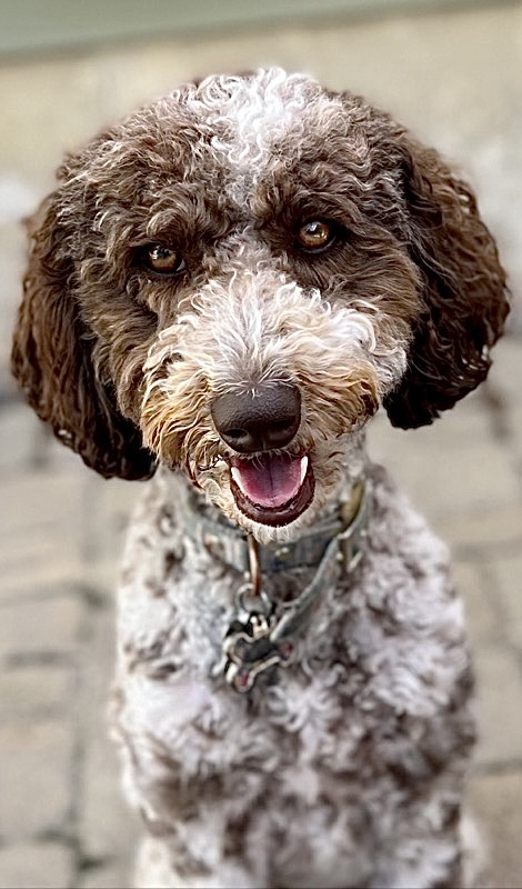 Maya the Doodle