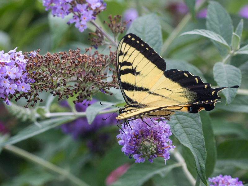 Eastern Tiger Swallowtail