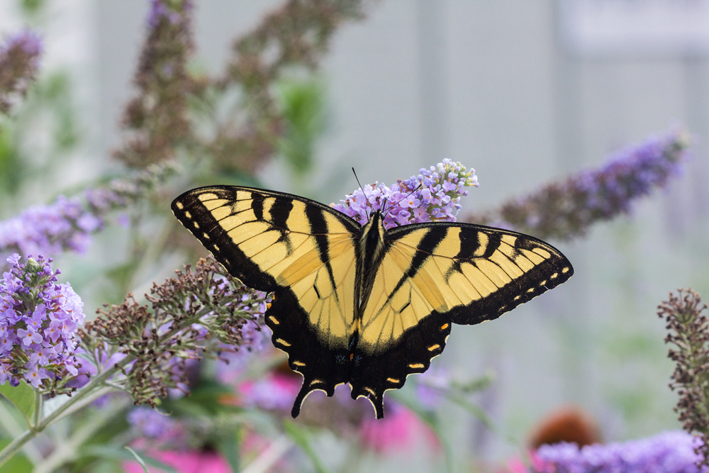 Eastern Tiger Swallowtail