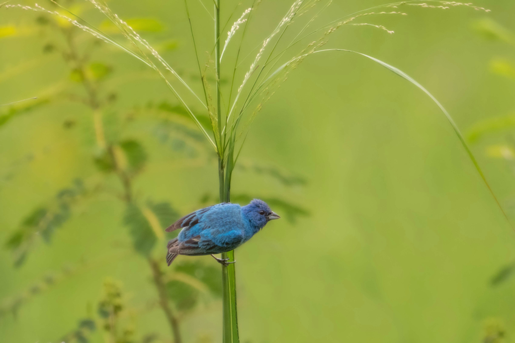 Indigo in the Grass - ID: 16017821 © Kitty R. Kono