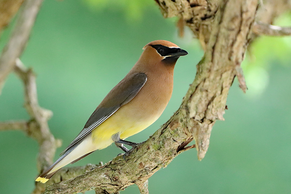 Cedar Waxwing 5