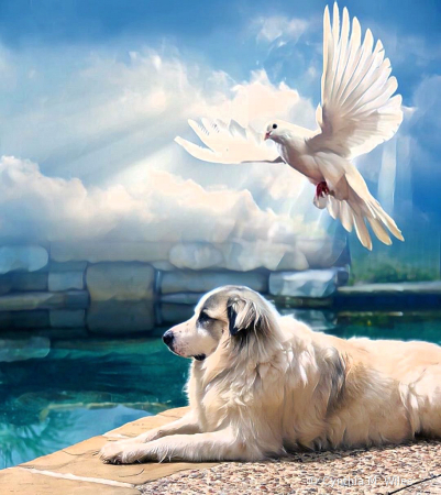 All Dogs DO Go To Heaven 