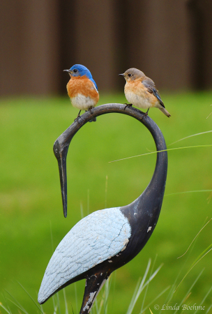 Bluebird Couple