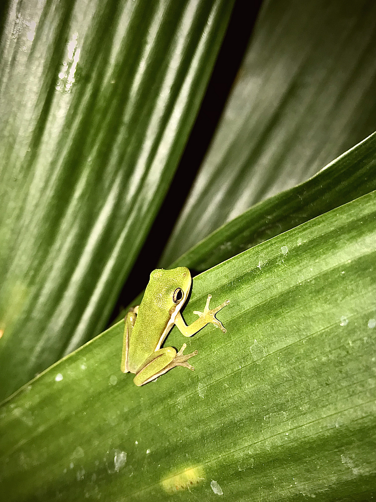 Tiny Tree Frog - ID: 16017839 © Elizabeth A. Marker