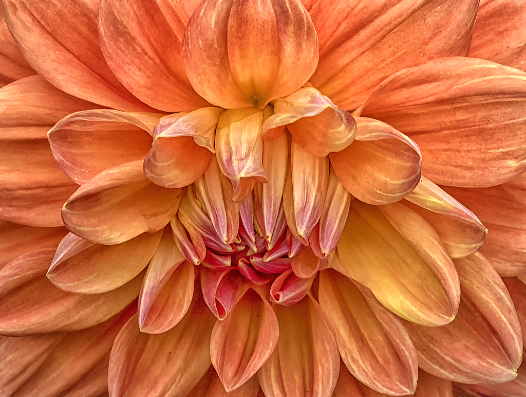 Peach Dahlia