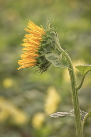 Sunflower Portrait