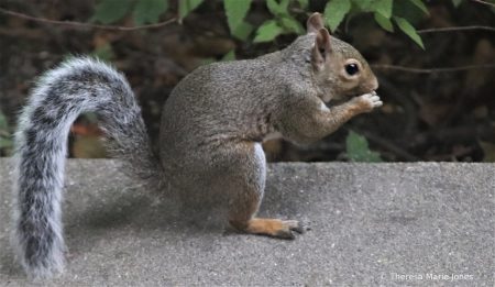 Gray Tail Squirrel