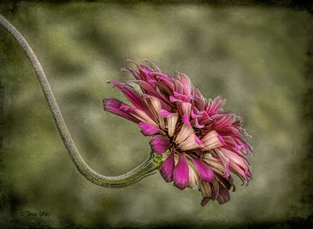 Flower - ID: 16017989 © Sherry Karr Adkins