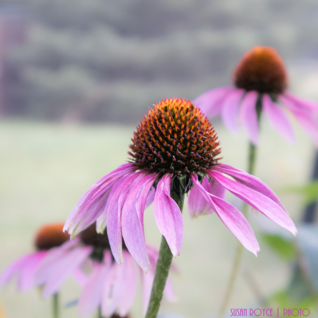 Coneflowers in Summer