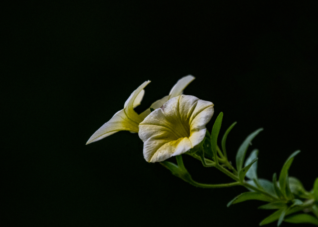 Tiny Flowers