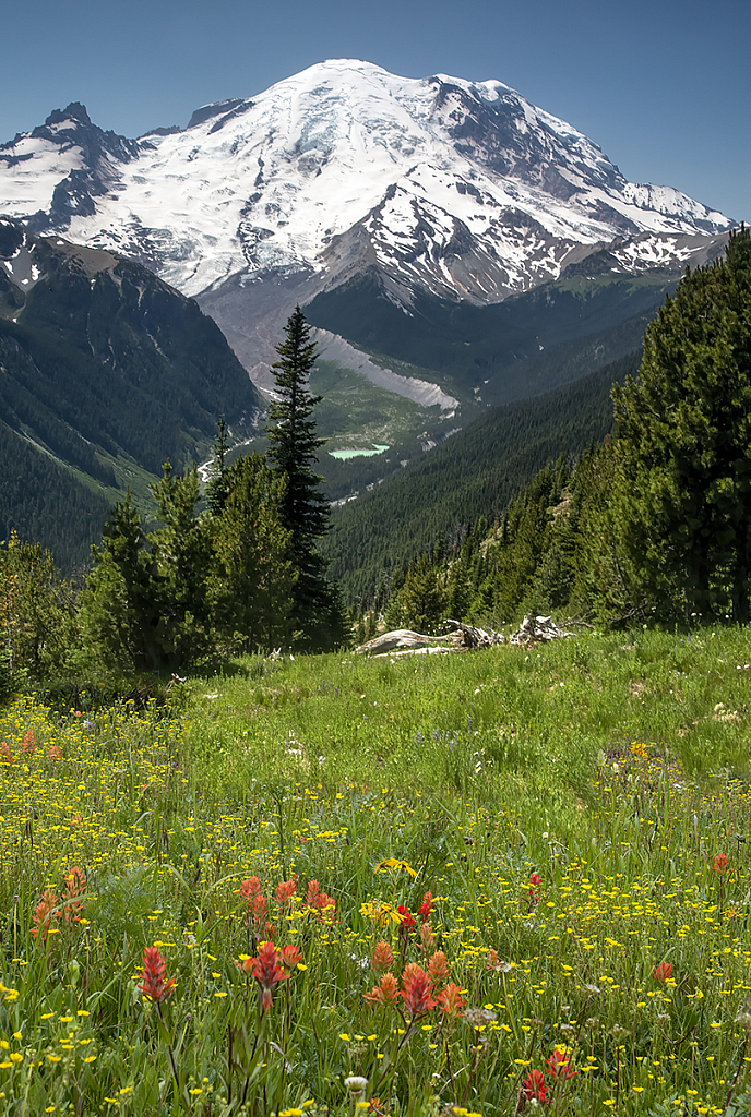 Summer Wildflowers