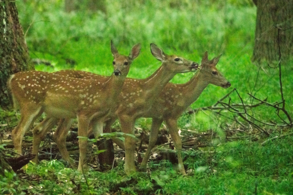 Three Fawn in Valley Forge