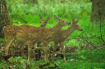 Three Fawn in Val...