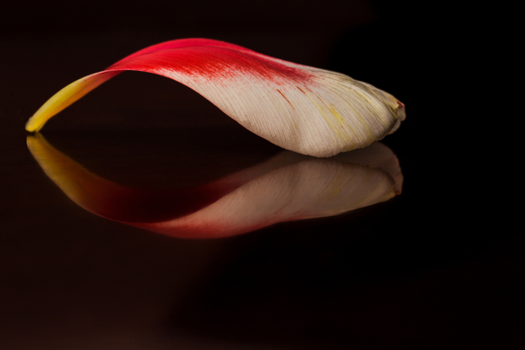 Petal Reflected